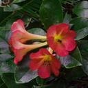 Vireya-rhododendron-Auckland-Zoo-2013-07-24-IMG 2813