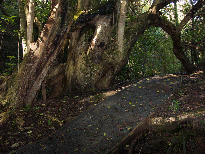 Vitex-lucens-puriri-creeping-trunks-Heritage-Track-Shakespear-Park-Auckland-2013-07-04-IMG 2296
