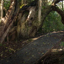Vitex-lucens-puriri-creeping-trunks-Heritage-Track-Shakespear-Park-Auckland-2013-07-04-IMG 2296