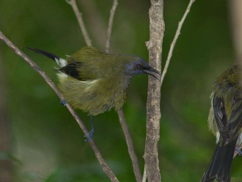bellbird-Anthornis-melanura-Wattle-Track-Tiritiri-Matangi-2013-07-21-IMG_9719.jpg