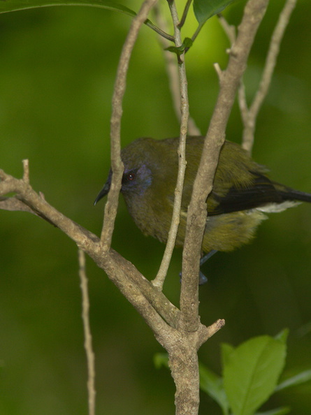 bellbird-Anthornis-melanura-Wattle-Track-Tiritiri-Matangi-2013-07-21-IMG_9720.jpg
