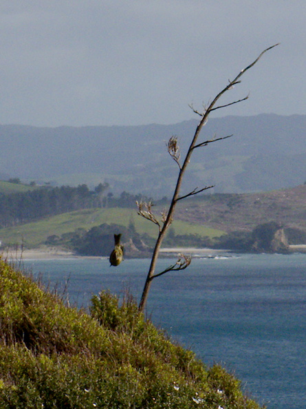 bellbirds-on-Leptospermum-manuka-Tokatu-Pt-Tawharanui-2013-07-07-IMG_2438.jpg