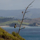 bellbirds-on-Leptospermum-manuka-Tokatu-Pt-Tawharanui-2013-07-07-IMG 2438