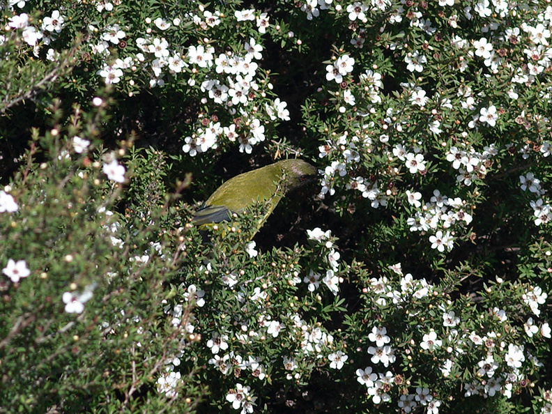 bellbirds-on-flowering-manuka-Leptospermum-Tokatu-Point-Tawharanui-2013-07-07-IMG_9072.jpg