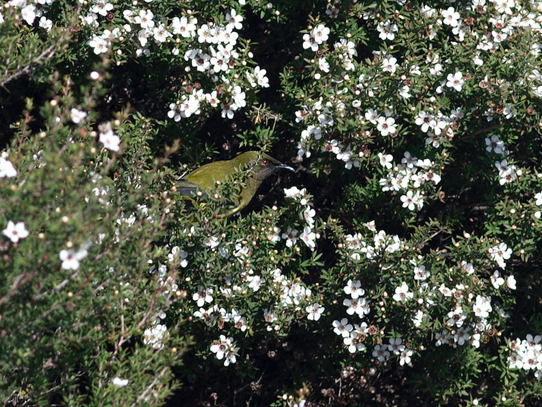 bellbirds-on-flowering-manuka-Leptospermum-Tokatu-Point-Tawharanui-2013-07-07-IMG 9073