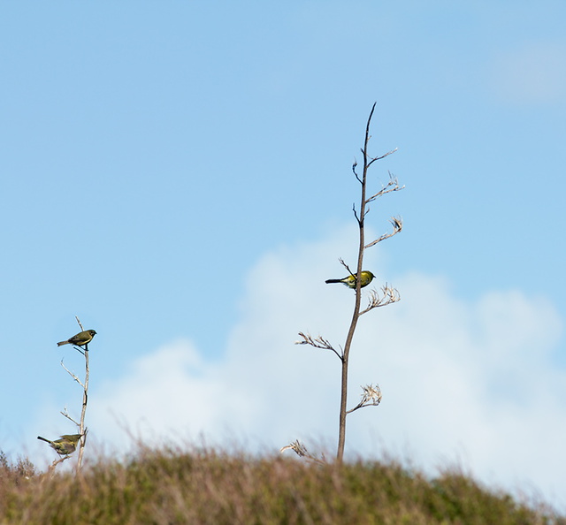bellbirds-on-flowering-manuka-Leptospermum-Tokatu-Point-Tawharanui-2013-07-07-IMG 9075