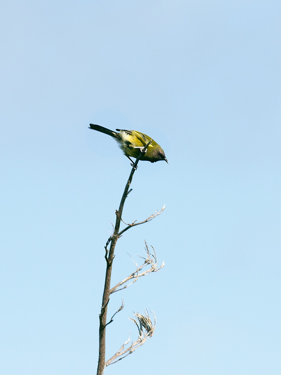 bellbirds-on-flowering-manuka-Leptospermum-Tokatu-Point-Tawharanui-2013-07-07-IMG 9081