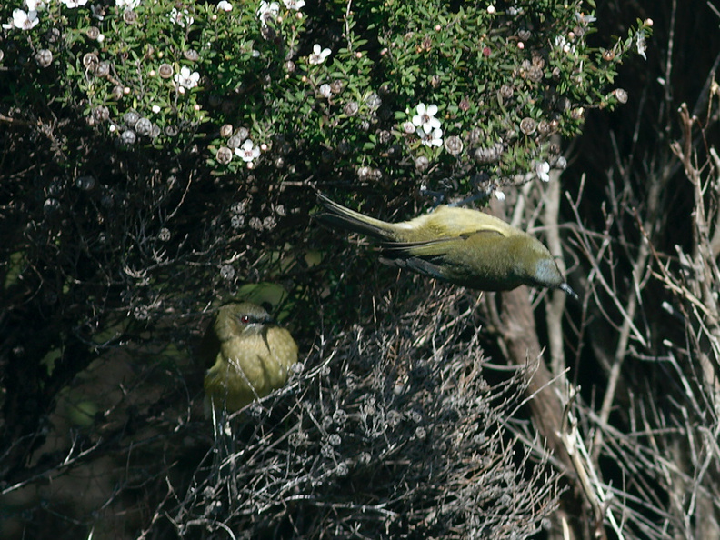 bellbirds-on-flowering-manuka-Leptospermum-Tokatu-Point-Tawharanui-2013-07-07-IMG_9085.jpg