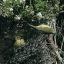 bellbirds-on-flowering-manuka-Leptospermum-Tokatu-Point-Tawharanui-2013-07-07-IMG 9085