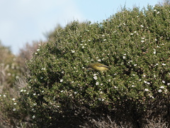 bellbirds-on-flowering-manuka-Leptospermum-Tokatu-Point-Tawharanui-2013-07-07-IMG 9092