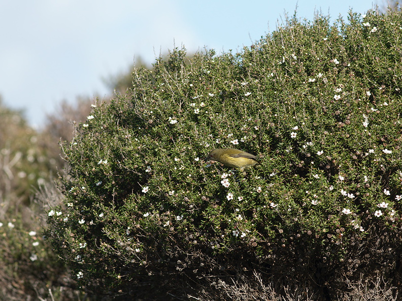 bellbirds-on-flowering-manuka-Leptospermum-Tokatu-Point-Tawharanui-2013-07-07-IMG_9092.jpg