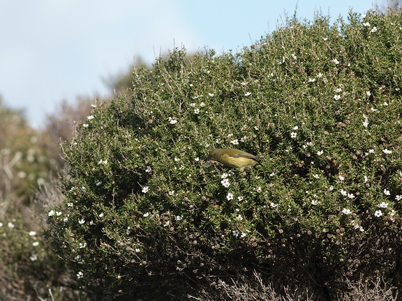 bellbirds-on-flowering-manuka-Leptospermum-Tokatu-Point-Tawharanui-2013-07-07-IMG 9092