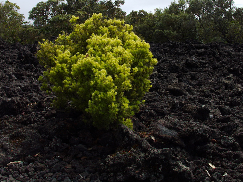 bright-green-shrub-early-successional-on-aa-lava-field-Rangitoto-2015-11-29-IMG_6417.jpg