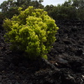 bright-green-shrub-early-successional-on-aa-lava-field-Rangitoto-2015-11-29-IMG 6417
