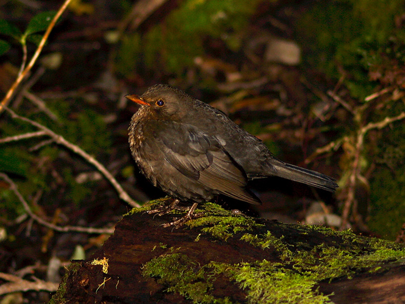 brown-towhee-like-bird-Rangitoto-summit-track-26-07-2011-IMG_3219.jpg