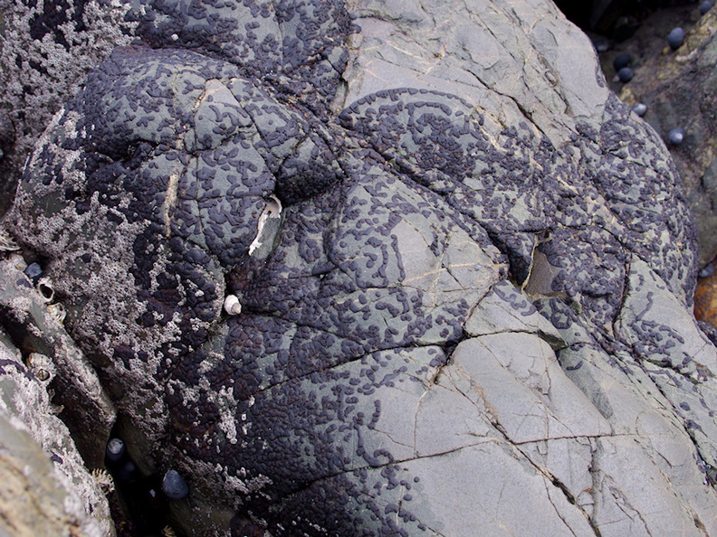 crustose-algae-patterns-on-shore-rocks-Tiritiri-Matangi-2016-07-22-IMG_7148.jpg