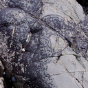 crustose-algae-patterns-on-shore-rocks-Tiritiri-Matangi-2016-07-22-IMG 7148