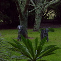 goat-sculptures-near-Sitooterie-Ayrlies-Garden-Auckland-2013-07-03-IMG 2236