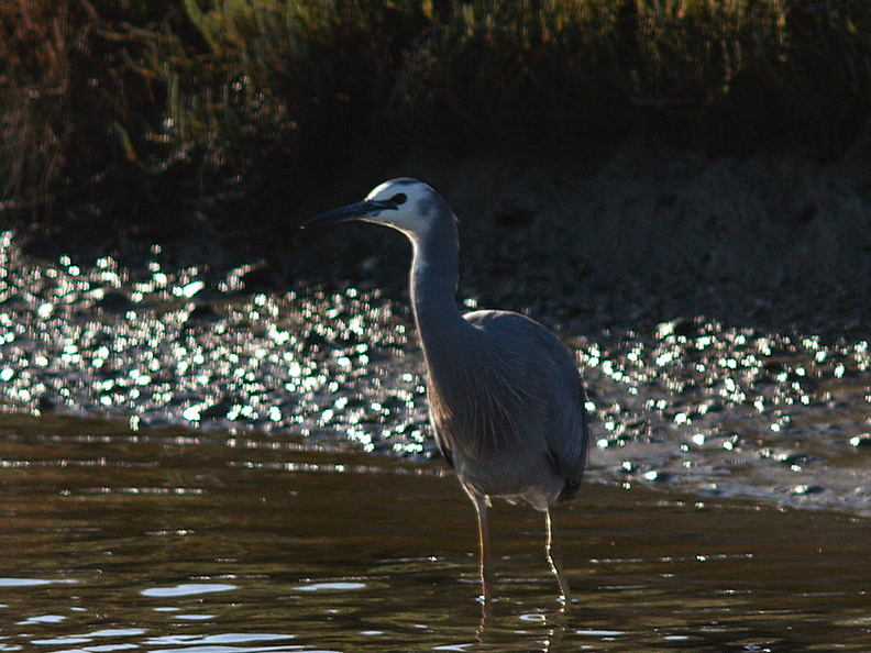 gray-heron-Miranda-Shorebirds-Reserve-02-07-2011-IMG_2710.jpg
