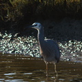 gray-heron-Miranda-Shorebirds-Reserve-02-07-2011-IMG 2710