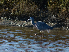 gray-heron-Miranda-Shorebirds-Reserve-02-07-2011-IMG 2712