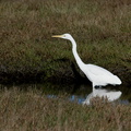 great-white-heron-Miranda-Shorebirds-Reserve-02-07-2011-IMG_2717.jpg
