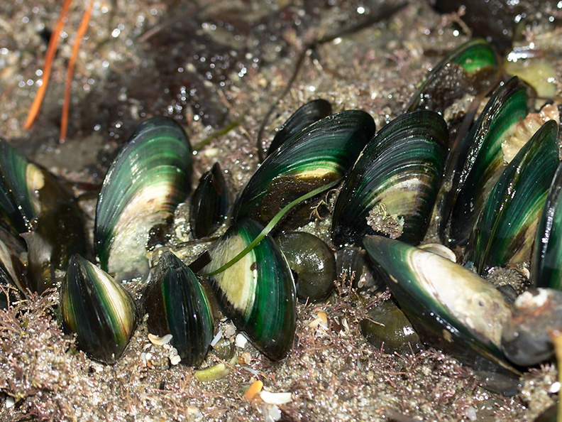 green-lipped-mussels-Te-Haruhi-Bay-Tiritiri-Track-Shakespear-Park-Auckland-2013-07-05-IMG_8882.jpg