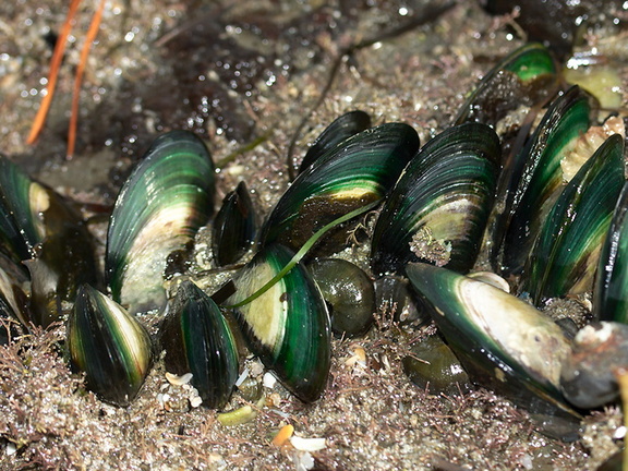 green-lipped-mussels-Te-Haruhi-Bay-Tiritiri-Track-Shakespear-Park-Auckland-2013-07-05-IMG 8882