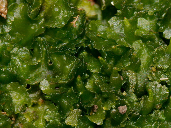 hornwort-sporophytes-starting-to-grow-bryophyte-Tiritiri-Matangi-2016-07-22-IMG 3259