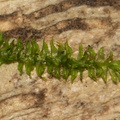 indet-maybe-Racopilum-sp-moss-Waterfall-Gully-Track-Shakespear-ARC-Park-2013-07-22-IMG 9749 v2
