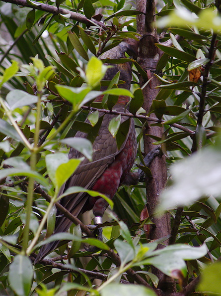 kaka-parrot-Auckland-Zoo-2013-07-24-IMG 2882