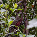 kaka-parrot-Auckland-Zoo-2013-07-24-IMG 2882
