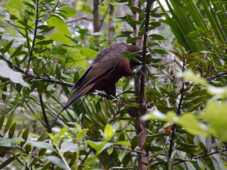 kaka-parrot-Auckland-Zoo-2013-07-24-IMG_2883.jpg