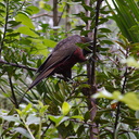 kaka-parrot-Auckland-Zoo-2013-07-24-IMG 2883