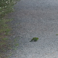 kakariki-red-crowned-parakeet-Waterfall-Gully-Track-Shakespear-ARC-Park-2013-07-22-IMG 9734