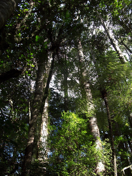 kauri-forest-Kauri-Reserve-03-07-2011-IMG_9075.jpg