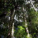 kauri-forest-Kauri-Reserve-03-07-2011-IMG 9075