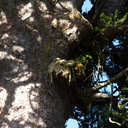 kauri-gum-Warkworth-Kauri-Reserve-03-07-2011-IMG 9076