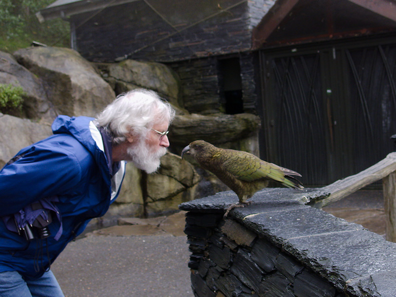 kea-and-friend-Auckland-Zoo-2013-07-24-IMG_2870.jpg