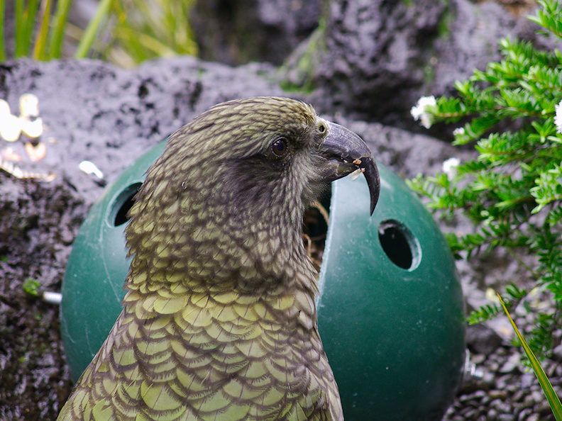 kea-parrot-Auckland-Zoo-2013-07-24-IMG_2861.jpg