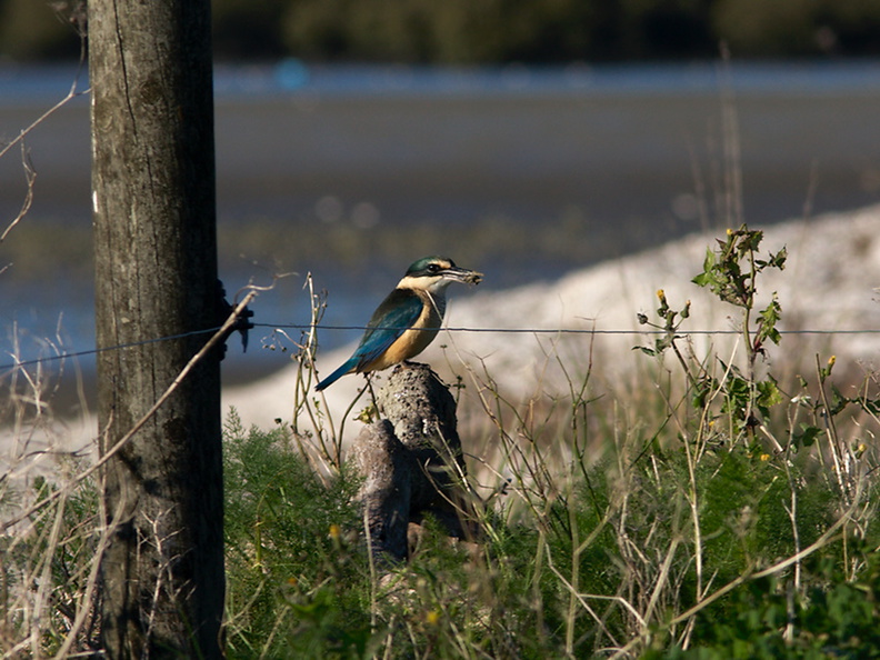 kingfisher-Halcyon-sancta-Miranda-Shorebirds-Reserve-02-07-2011-IMG_2696.jpg