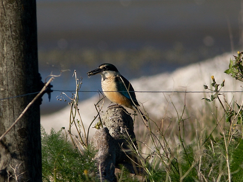 kingfisher-Halcyon-sancta-Miranda-Shorebirds-Reserve-02-07-2011-IMG_2699.jpg