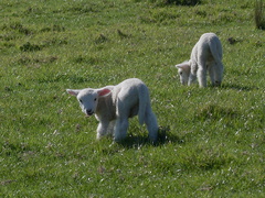 lambs-at-Heritage-Track-Shakespear-ARC-Park-2013-07-22-IMG 9776