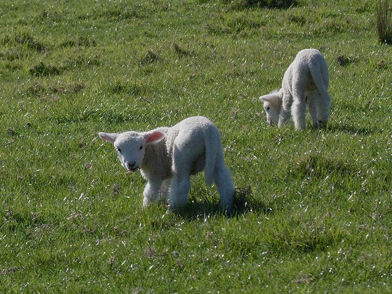 lambs-at-Heritage-Track-Shakespear-ARC-Park-2013-07-22-IMG_9776.jpg