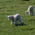 lambs-at-Heritage-Track-Shakespear-ARC-Park-2013-07-22-IMG 9776