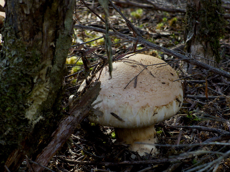 large-gill-mushroom-Ecology-Walk-Tawharanui-2013-07-07-IMG_2445.jpg