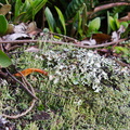 lichen-stone-wall-Mt-Eden-Auckland-28-05-2011-IMG 8036