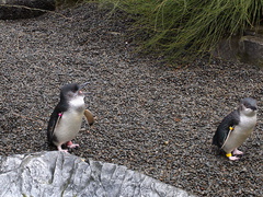 little-blue-penguins-korora-Auckland-Zoo-2013-07-24-IMG 2816