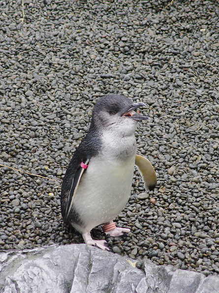 little-blue-penguins-korora-Auckland-Zoo-2013-07-24-IMG_2817.jpg
