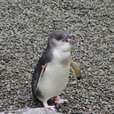little-blue-penguins-korora-Auckland-Zoo-2013-07-24-IMG 2817